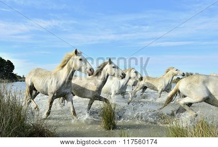 Herd Of White Camargue Horses Running On The Water .