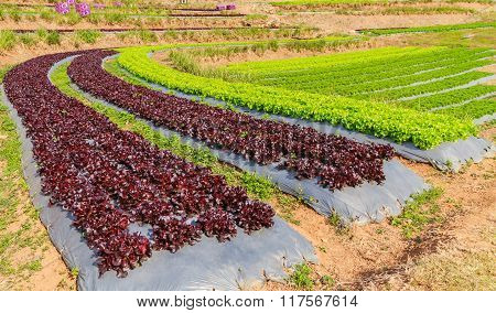Field with green and red lettuce staircase farm