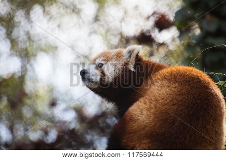 Red Panda Looking