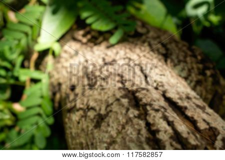 Blurry Timber In Green Rain Forest With Nice Lighting.
