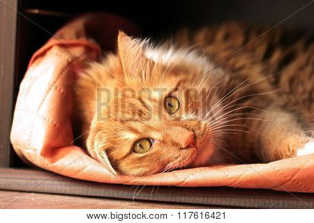 Stretched spiral cat