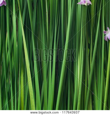 Green Backdrop Plant Background