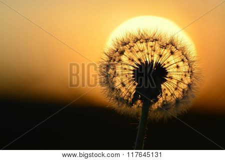 Detail of dandylion weeds seeds in sunlight 