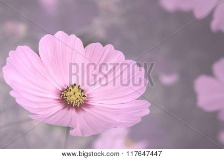 Soft Blurred Pink Cosmos Flower Background