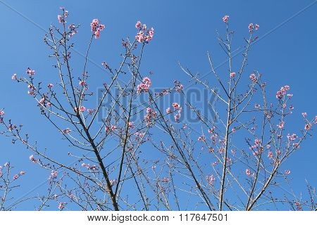 Pink Wild Himalayan Cherry At Chiang Mai, Thailand