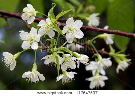 White Wild Himalayan Cherry At Chiang Mai, Thailand