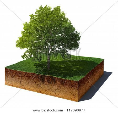 Dirt Cube With Tree Isolated On White Background