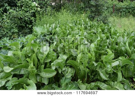 Growing Horseradish In The Backyard Garden.