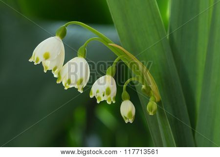 Summer Snowflake  Wildflower