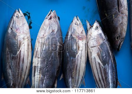 Fresh Raw Tuna Fish In Market