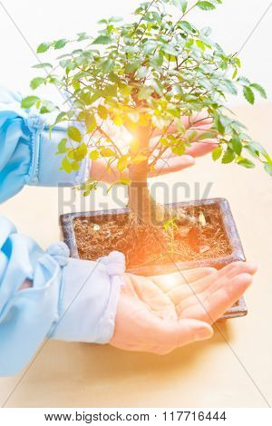 Beautiful bonsai tree with waman's hands