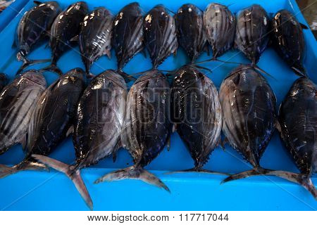 Fresh Raw Tuna Fish In Market