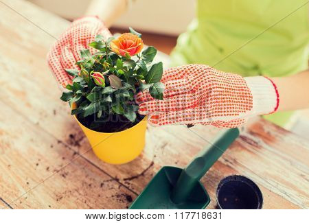 people, gardening, flower planting and profession concept - close up of woman or gardener hands planting roses to flower pot at home