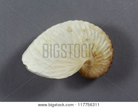 Paper nautilus