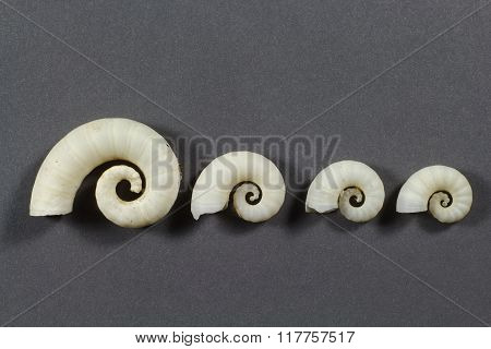 Four Spirula shells