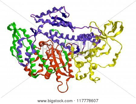 Molecular Structure Of Myosin