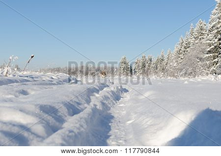 dog running on the road in winter field