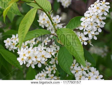Branches Of Bird-cherry.