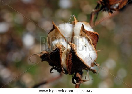 Cotone