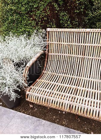 Retro Style Bench And Decorative Plant Calocephalus Brownii