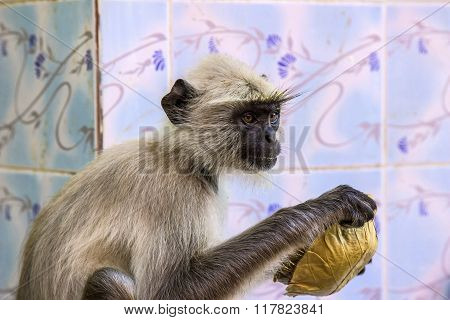 Monkey In Sariska National Park Drinks Water Out Of A  Leaf
