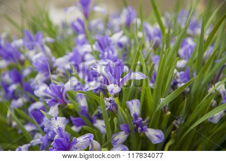 Flowers - Irises