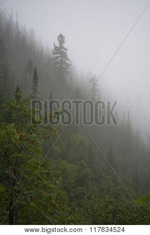 Fog in the mountains