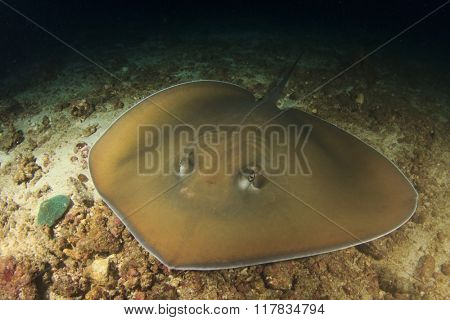 Jenkin's Stingray (or Whipray)