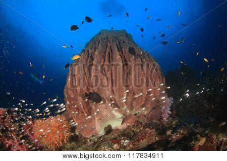 Barrel Sponge and coral reef