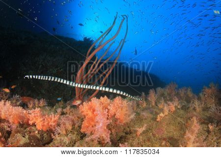 Banded Sea Snake hunting on coral reef