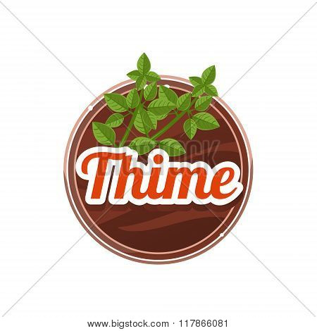 Thime Spice. Vector Illustration.