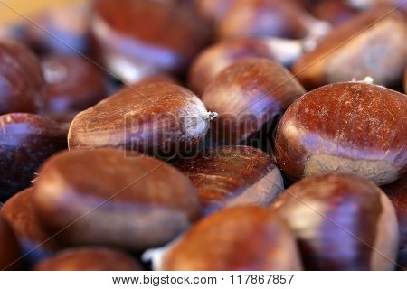 Many Sweet Chestnut Fruit