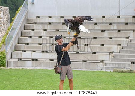 CARINTHIA, AUSTRIA - JULY 2015 : American Bald Eagle landing on falconer during the Eagle show at Adler Arena Burg Landskron castle in Villach city in Carinthia, Austria on July 14, 2015. 