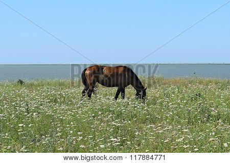 The Grazed Horse