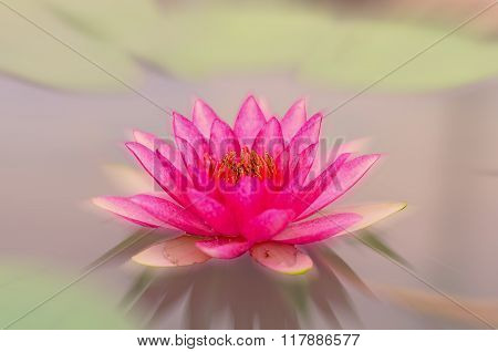 Blurred lotus pattern for background Gradient background color for display or editing products.