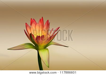 Blurred lotus pattern for background Gradient background color for display or editing products.