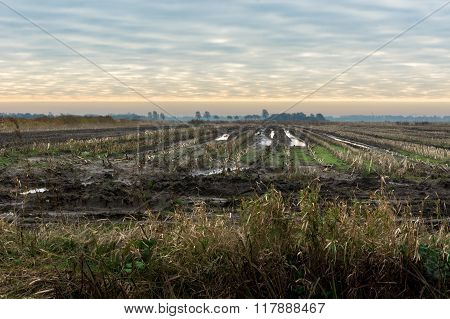 Fields In The Evening