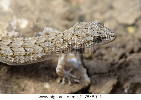 Kotschy's Gecko