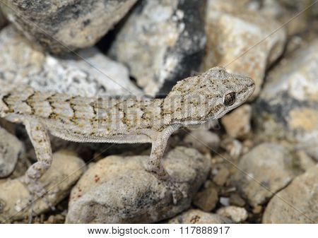 Kotschy's Gecko