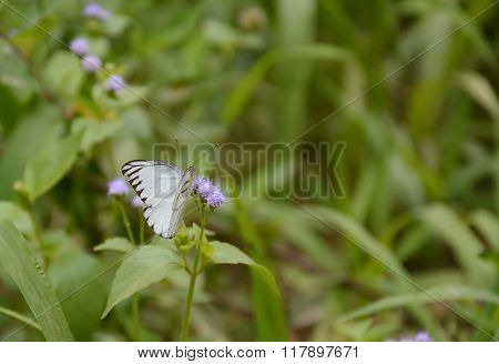butterfly on purple flowering grass