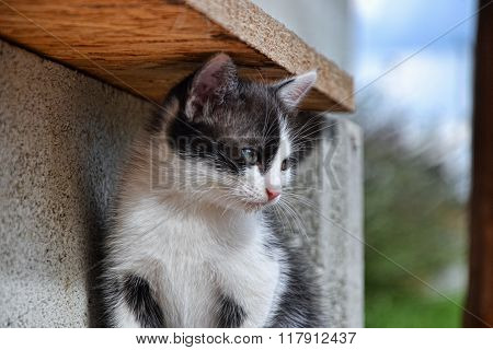 Black-and-white Kitten, Black And White Pussycat Sitting In The Garden,  Black And White Kitten Sitt