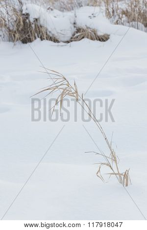 Yellow dried up reed on white snow