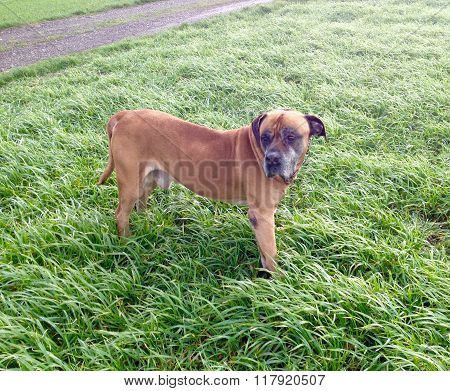 Boerboel, south african mastiff