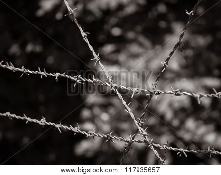 Barb Wire Fence At Former Nazi Transit Camp Westerbork