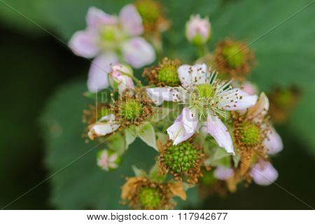 Soft focus of Blackberry fruit flowers (Rubus fruticosus) with pink shade blossoming in the garden

