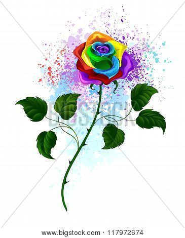 Rainbow Rose