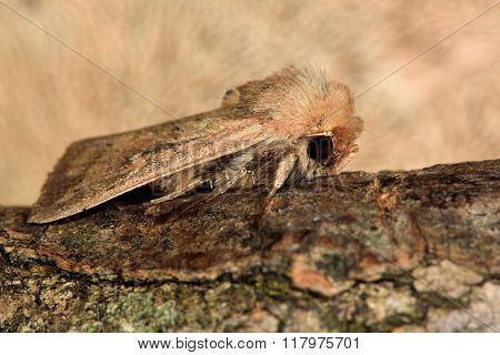 The clay moth (Mythimna ferrago)