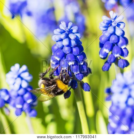 Muscari Muscari or (Muscari)
