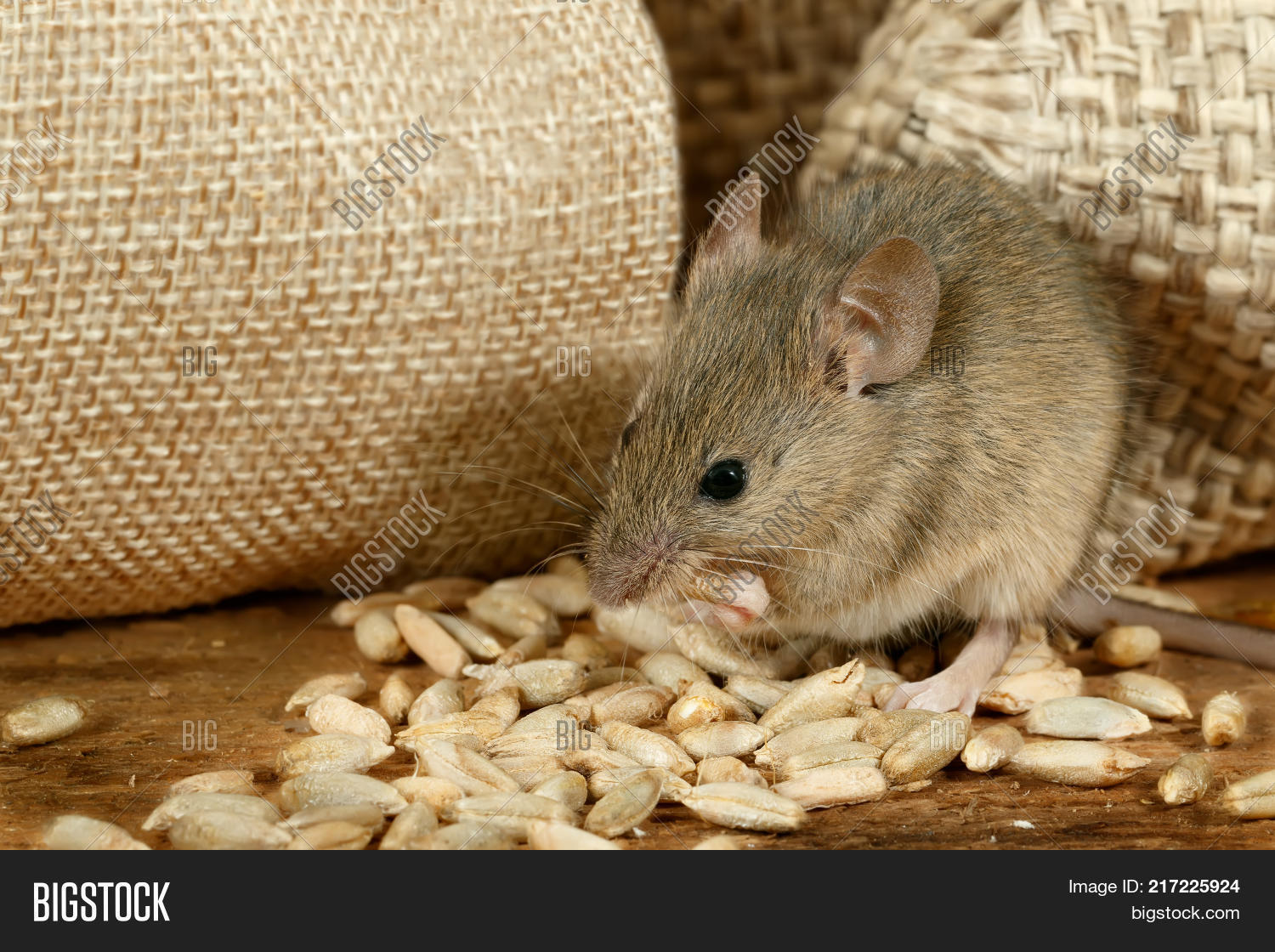 Closeup Mouse Eats Image & Photo (Free Trial) Bigstock