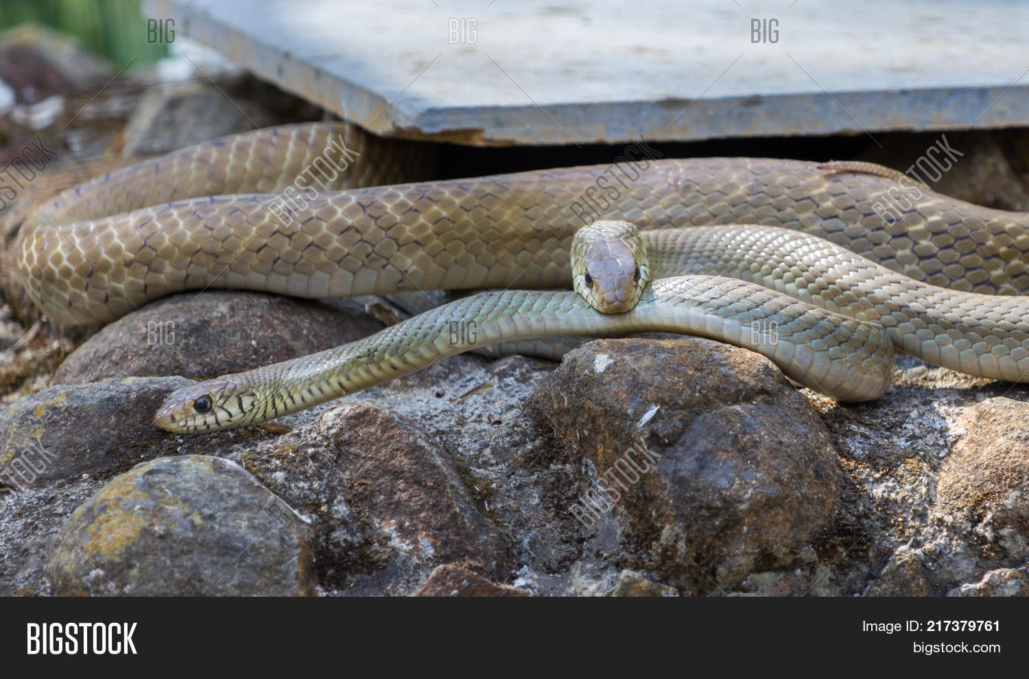 Rat Snakes Hunting Image & Photo (Free Trial) Bigstock